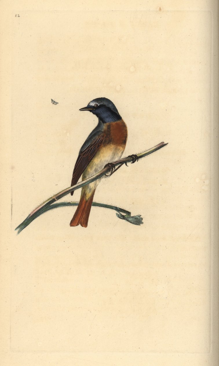 Pleszka zwyczajna, Phoenicurus phoenicurus. Ręcznie barwiony miedzioryt rysowany i grawerowany przez Edwarda Donovana z jego własnej „Historii naturalnej ptaków brytyjskich”, Londyn autorstwa Edward Donovan