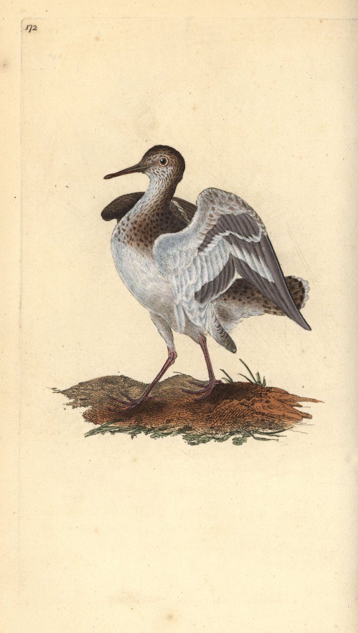 Brodzik pospolity, Actitis hypoleucos. Ręcznie barwiony miedzioryt rysowany i grawerowany przez Edwarda Donovana z jego własnej „Historii naturalnej ptaków brytyjskich”, Londyn autorstwa Edward Donovan