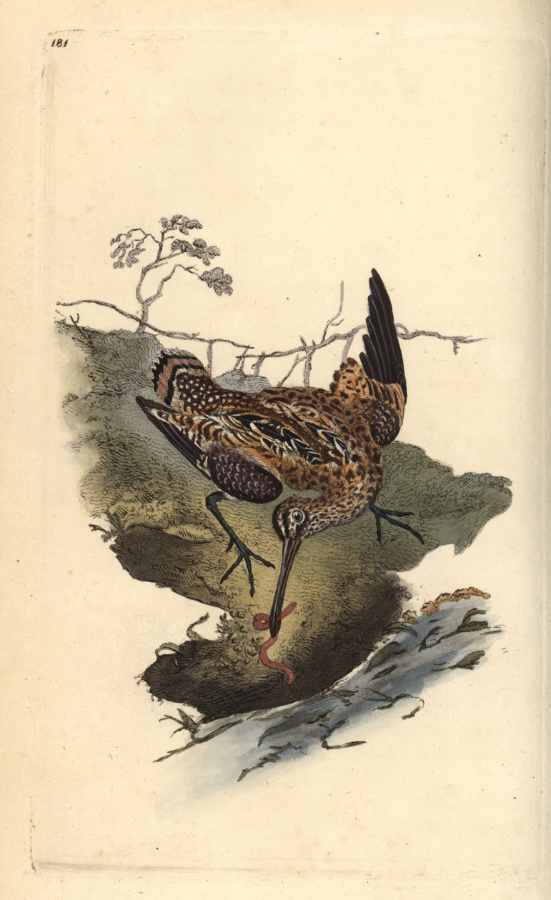Bekas, Gallinago gallinago, łapiący robaka. Ręcznie barwiony miedzioryt rysowany i grawerowany przez Edwarda Donovana z jego własnej „Historii naturalnej ptaków brytyjskich”, Londyn autorstwa Edward Donovan