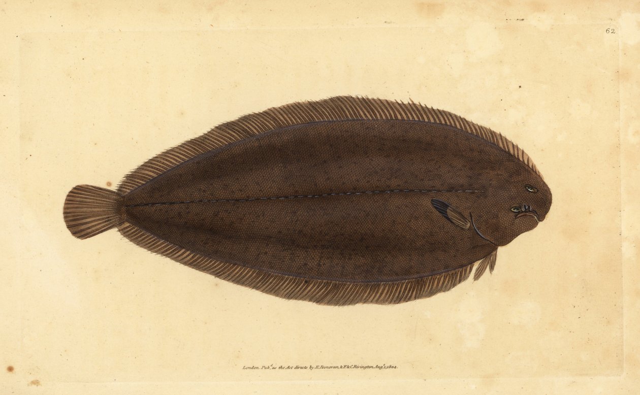 Sola zwyczajna lub Sola Dover, Solea solea (Pleuronectes solea). Ręcznie barwiony miedzioryt narysowany i rytowany przez Edwarda Donovana z jego Natural History of British Fishes, Donovan and F.C. i J. Rivington, Londyn autorstwa Edward Donovan