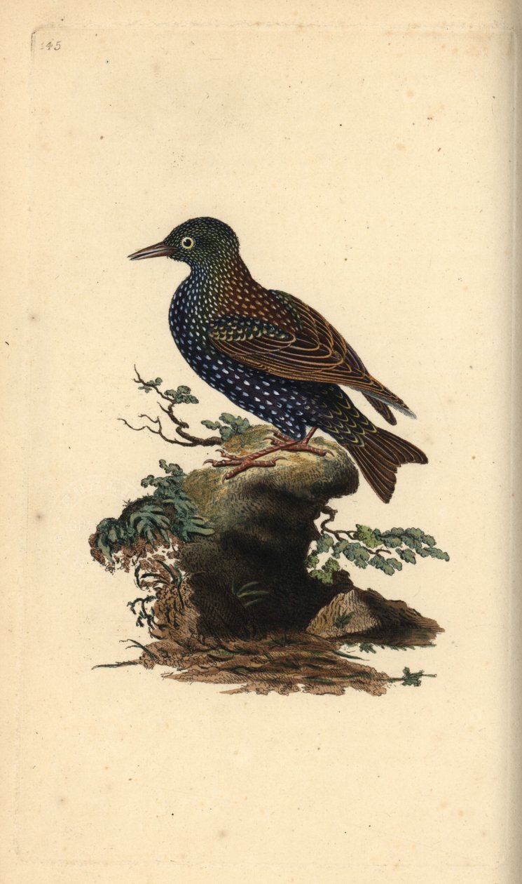 Szpak zwyczajny, Sturnus vulgaris. Ręcznie barwiony miedzioryt rysowany i grawerowany przez Edwarda Donovana z jego własnej „Historii naturalnej ptaków brytyjskich”, Londyn autorstwa Edward Donovan