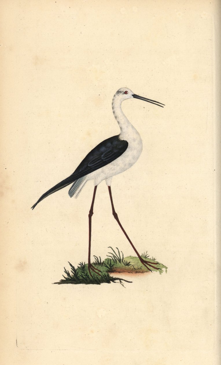 Szczudłak zwyczajny, Himantopus himantopus. Ręcznie kolorowany miedzioryt rysowany i grawerowany przez Edwarda Donovana z jego własnej „Historii naturalnej ptaków brytyjskich”, Londyn autorstwa Edward Donovan