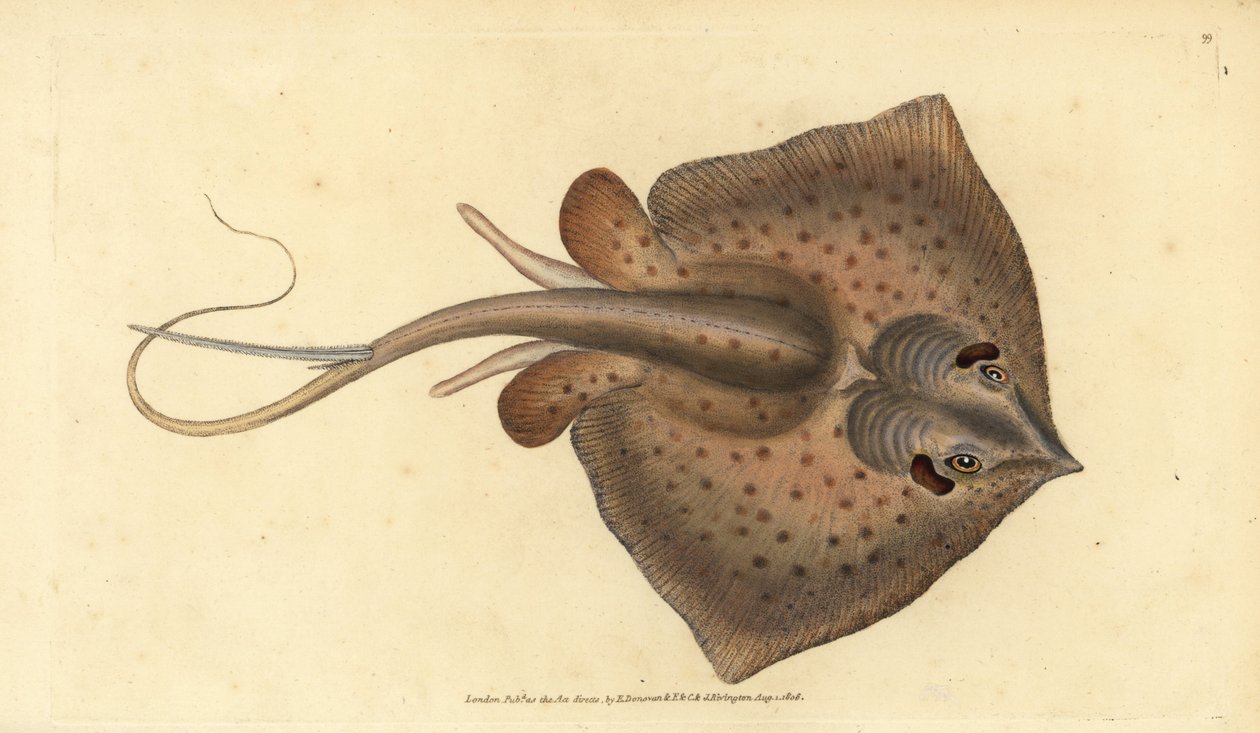 Pospolita płaszczka, Dasyatis pastinaca (Sting ray, Raja pastinacea). Ręcznie barwiony miedzioryt narysowany i rytowany przez Edwarda Donovana z jego Natural History of British Fishes, Donovan and F.C. i J. Rivington, Londyn autorstwa Edward Donovan