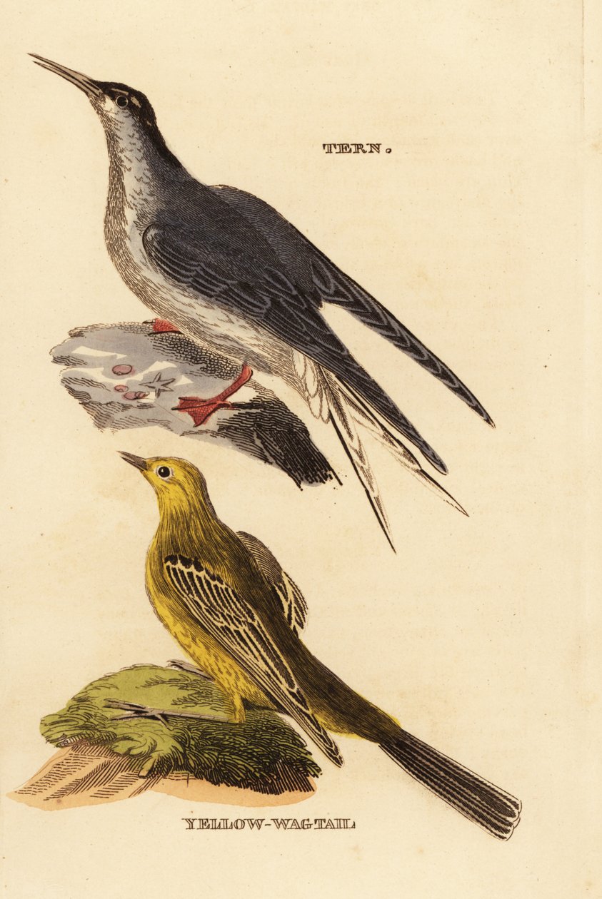 Zwój zwyczajny, Hirundo Sterny i Pliszka Żółta, Motacilla Plava autorstwa Edward Donovan