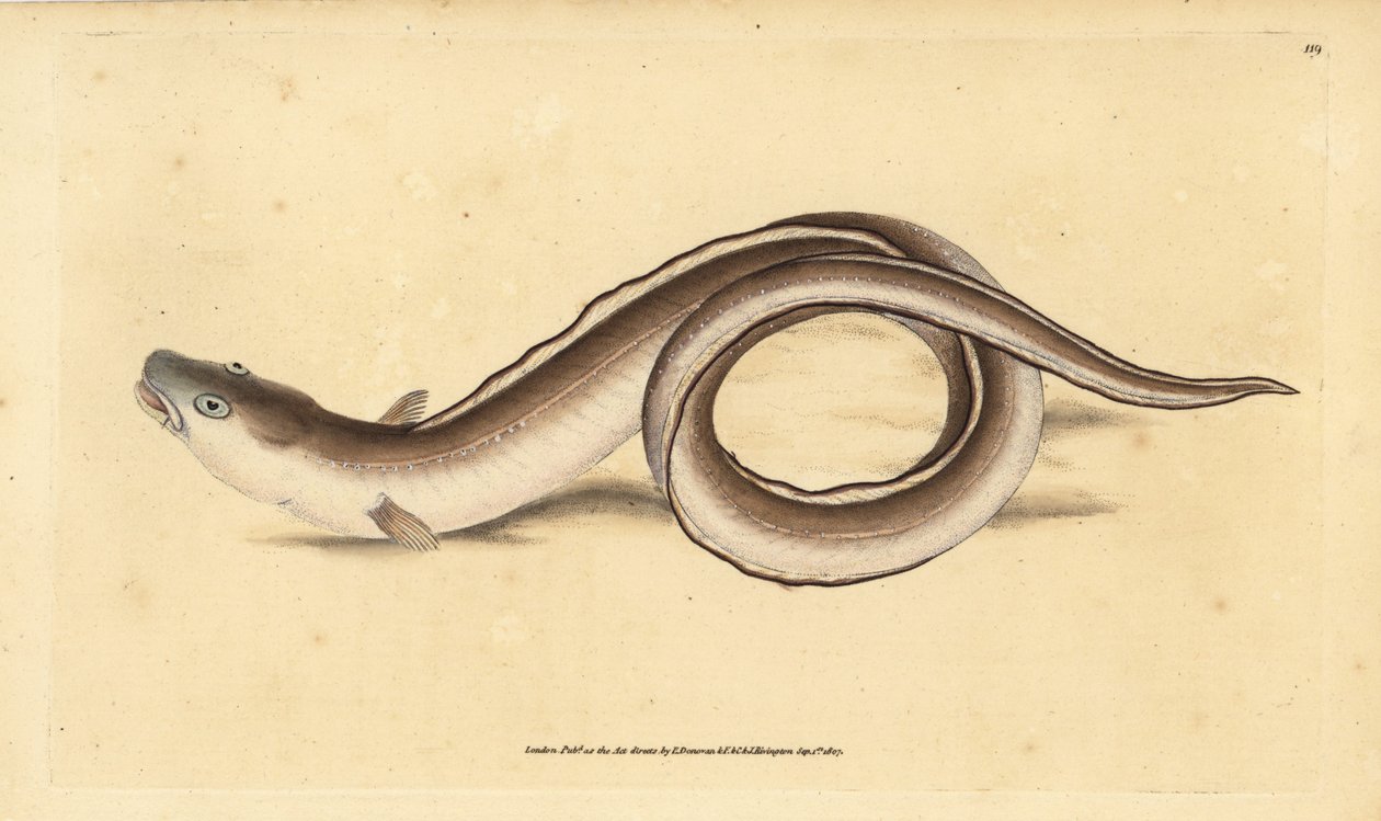Węgorz konger, konger Muraena. Ręcznie barwiony miedzioryt narysowany i rytowany przez Edwarda Donovana z jego Natural History of British Fishes, Donovan and F.C. i J. Rivington, Londyn autorstwa Edward Donovan