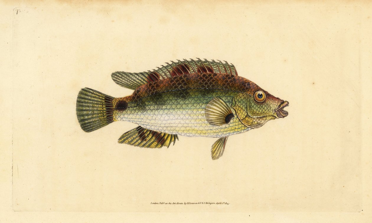 Wargacz Corkwing, Symphodus melops (Goldfinny, Labrus cornubius). Ręcznie barwiony miedzioryt narysowany i rytowany przez Edwarda Donovana z jego Natural History of British Fishes, Donovan and F.C. i J. Rivington, Londyn autorstwa Edward Donovan