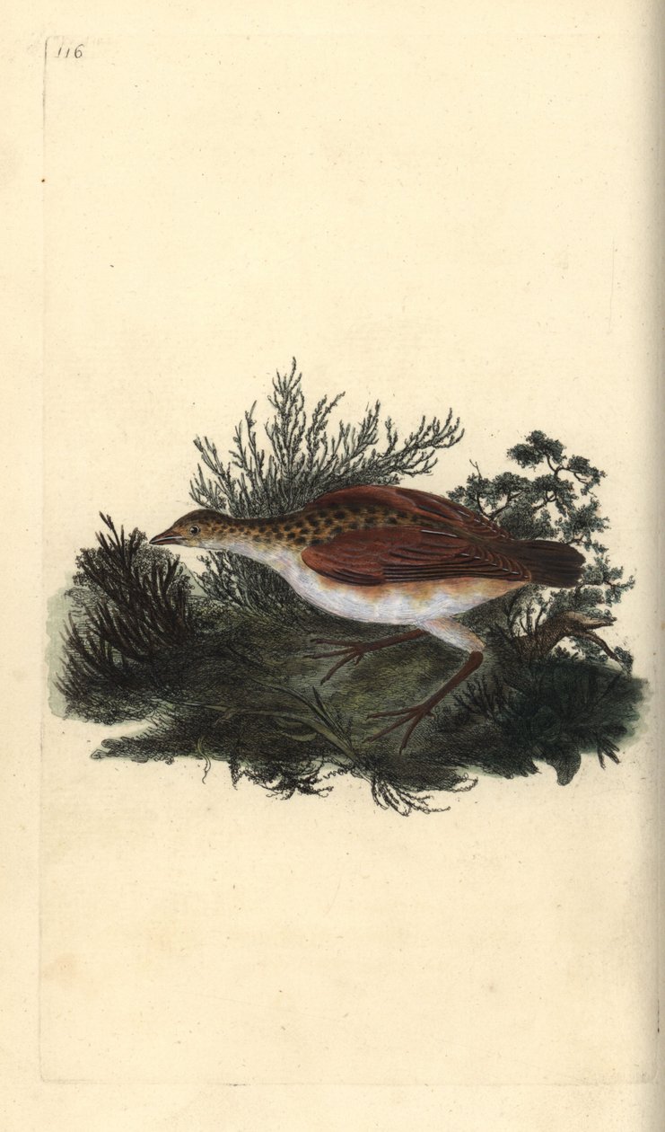Derkacz, Crex crex. Prawie zagrożony. Ręcznie barwiony miedzioryt rysowany i grawerowany przez Edwarda Donovana z jego własnej „Historii naturalnej ptaków brytyjskich”, Londyn autorstwa Edward Donovan