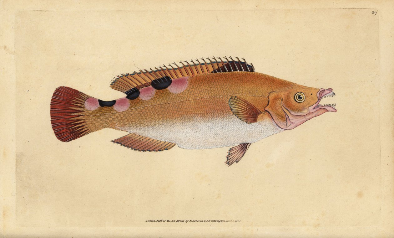 Wargacz kukułkowy, Labrus mixtus (wargacz Trimaculated, Labrus trimaculatus). Ręcznie barwiony miedzioryt narysowany i rytowany przez Edwarda Donovana z jego Natural History of British Fishes, Donovan and F.C. i J. Rivington, Londyn autorstwa Edward Donovan