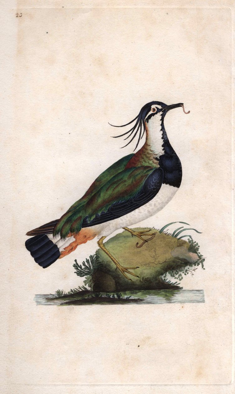 Cuppa Czajka. Vanellus vanellus (Tringa vanellus). Miedzioryt autorstwa Edwarda Donovana (1768-1837), opublikowany w Natural History of British Birds, Londyn autorstwa Edward Donovan