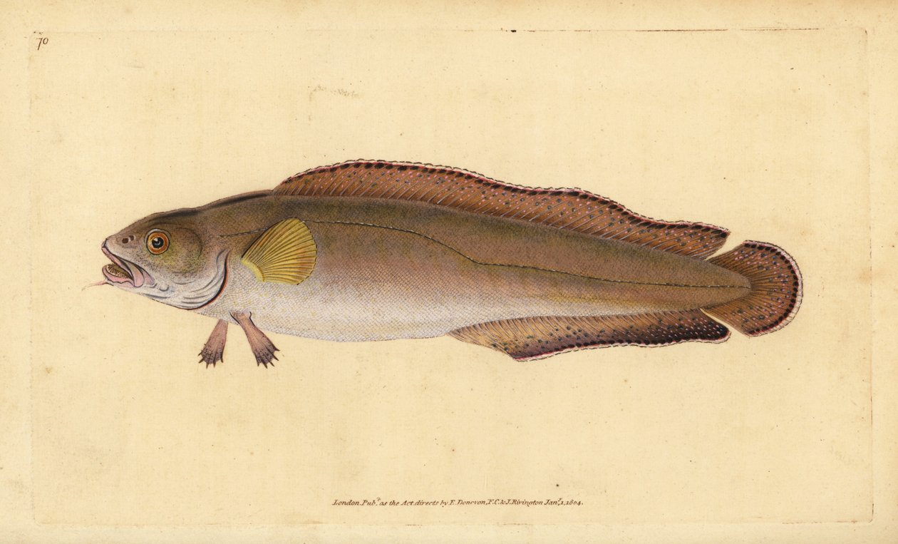 Brosme brosme (Brosme lub Scotch Torsk, Gadus brosme). Ręcznie barwiony miedzioryt narysowany i rytowany przez Edwarda Donovana z jego Natural History of British Fishes, Donovan and F.C. i J. Rivington, Londyn autorstwa Edward Donovan