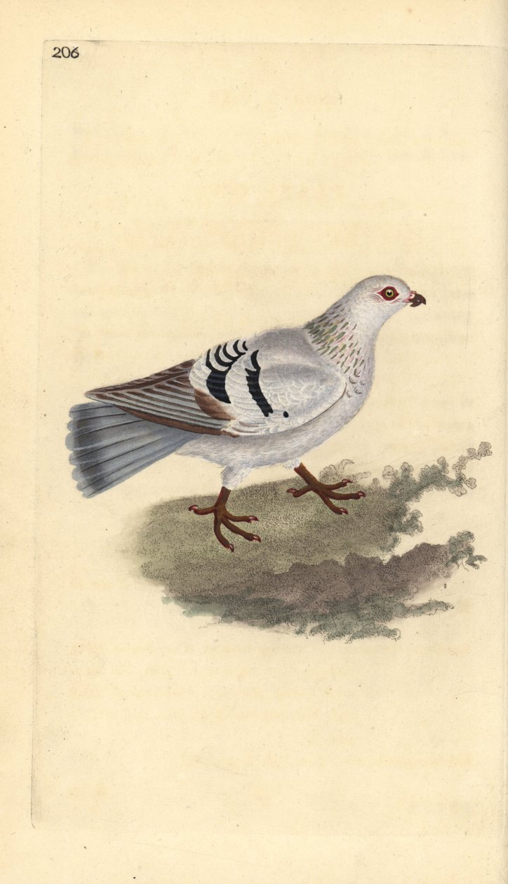 Gołąb domowy, Columba livia domestica. Ręcznie barwiony miedzioryt rysowany i grawerowany przez Edwarda Donovana z jego własnej „Historii naturalnej ptaków brytyjskich”, Londyn autorstwa Edward Donovan