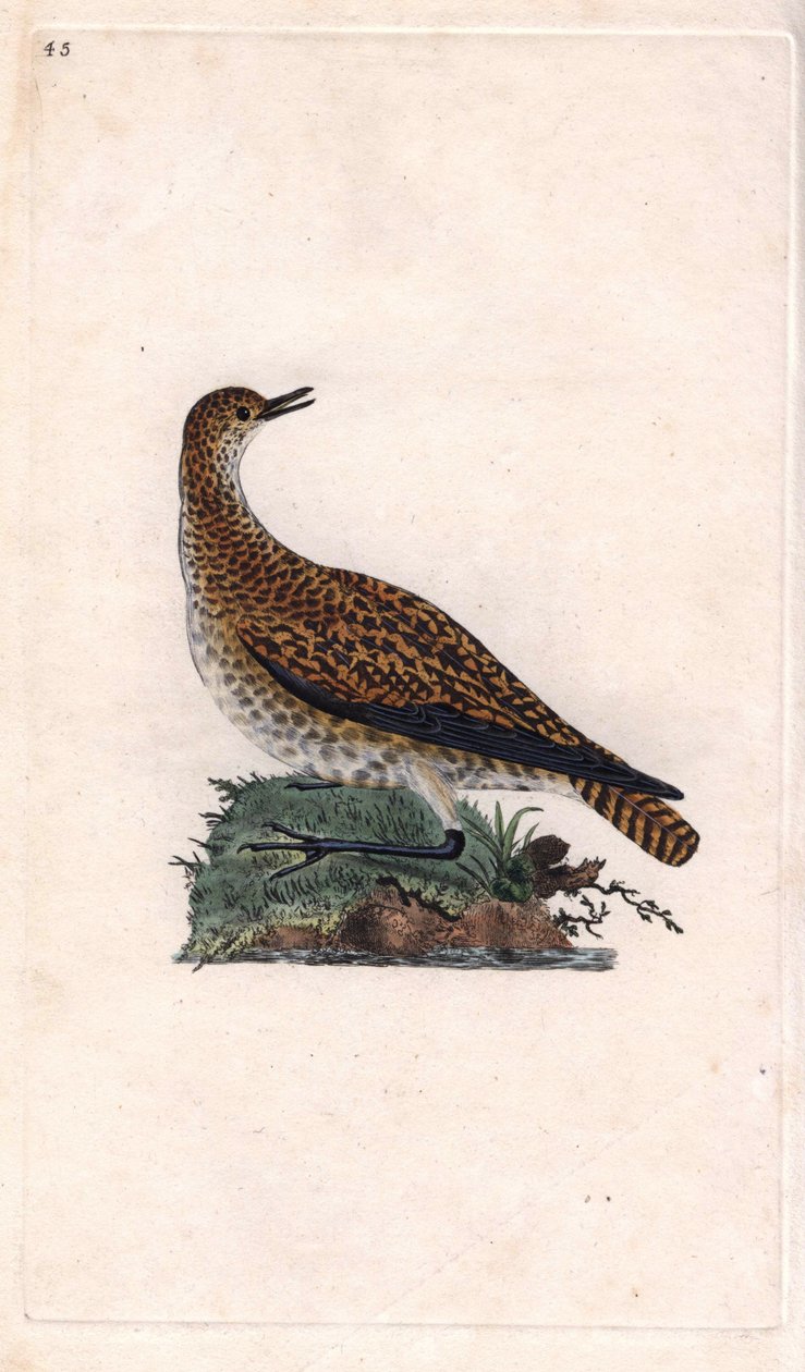 Sieweczka Dore