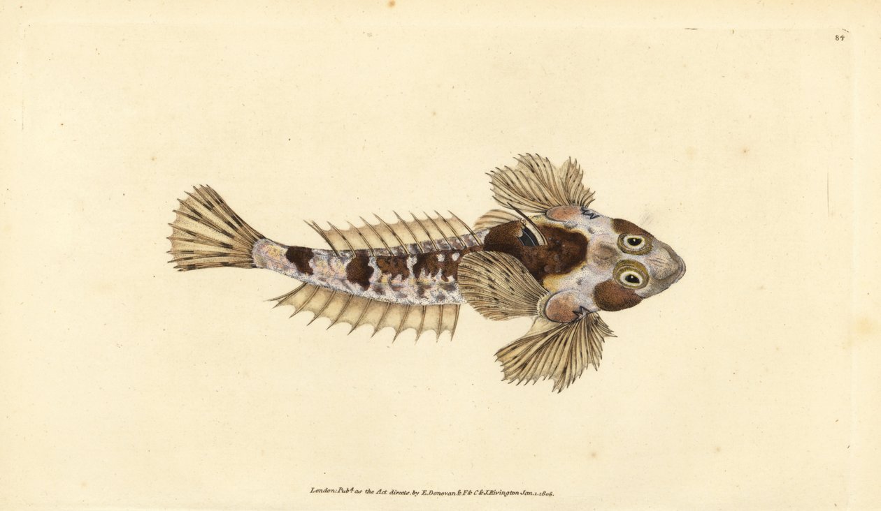Dragonet, Callionymus lyra (Sordid dragonet, Callionymus dracunculus). Ręcznie barwiony miedzioryt narysowany i rytowany przez Edwarda Donovana z jego Natural History of British Fishes, Donovan and F.C. i J. Rivington, Londyn autorstwa Edward Donovan