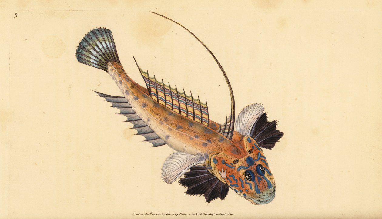 Dragonet lub klejnotowa smoczka, Callionymus lyra. Ręcznie barwiony miedzioryt narysowany i rytowany przez Edwarda Donovana z jego Natural History of British Fishes, Donovan and F.C. i J. Rivington, Londyn autorstwa Edward Donovan