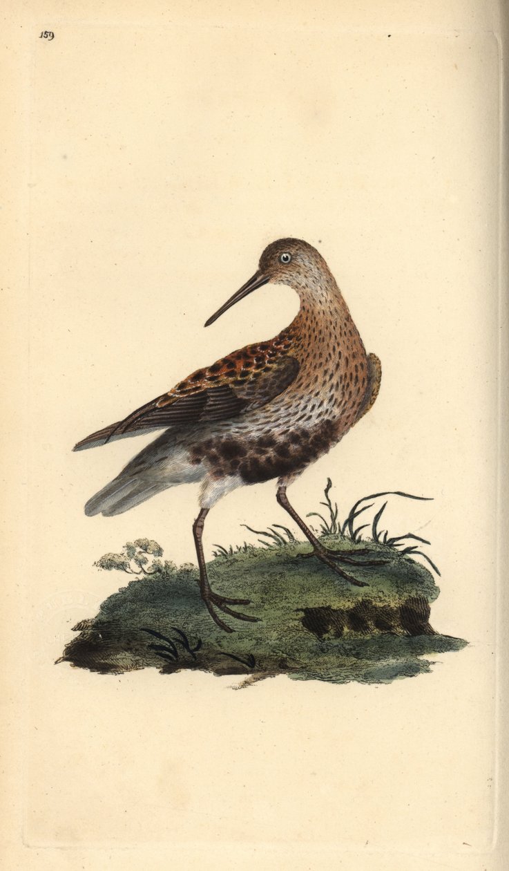 Dunlin, Calidris alpina. Ręcznie barwiony miedzioryt rysowany i grawerowany przez Edwarda Donovana z jego własnej „Historii naturalnej ptaków brytyjskich”, Londyn autorstwa Edward Donovan