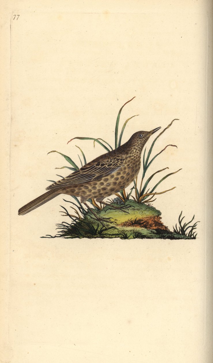 Ciemny skowronek, Pinarocorys nigricans. Ręcznie kolorowany miedzioryt rysowany i grawerowany przez Edwarda Donovana z jego własnej „Historii naturalnej ptaków brytyjskich”, Londyn autorstwa Edward Donovan