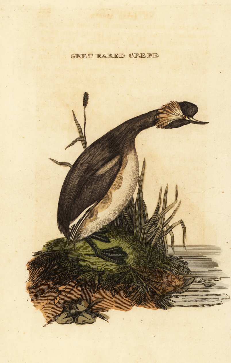 Perkoz uszaty lub perkoz rogaty, dorosły, Podiceps auritus autorstwa Edward Donovan