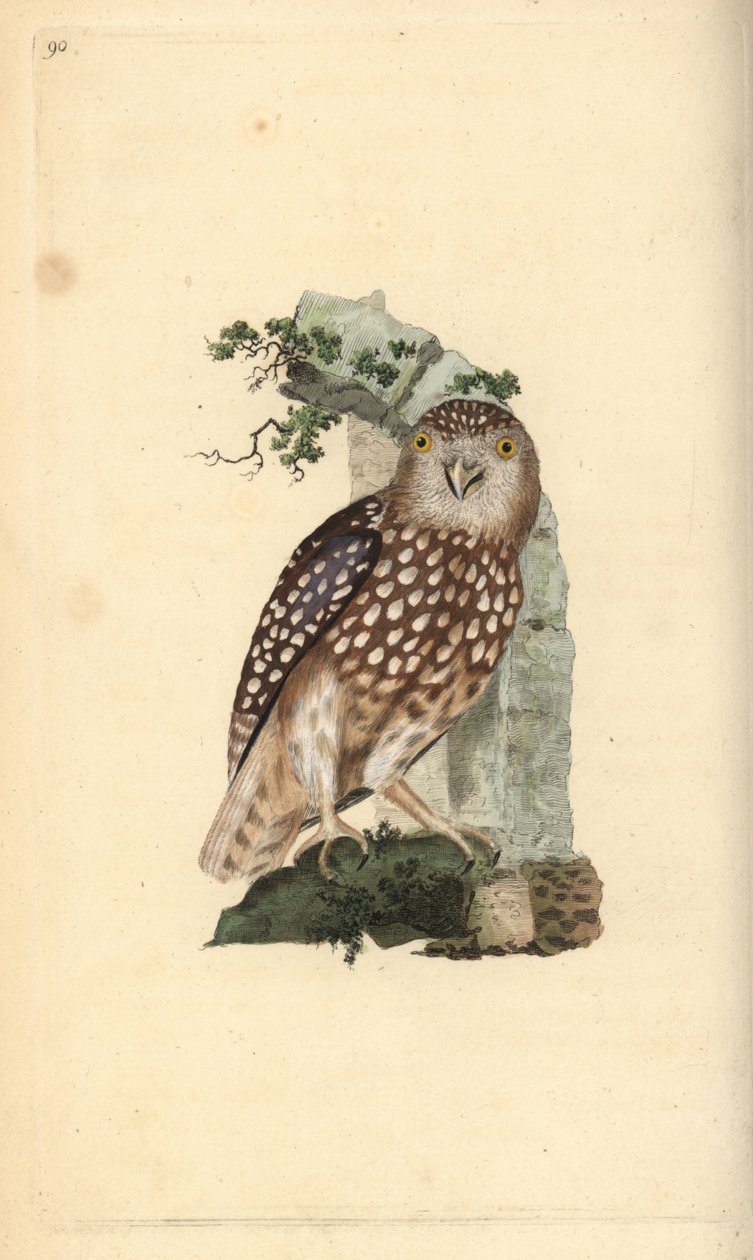 Sóweczka zwyczajna, Glaucidium passerinum. Ręcznie kolorowany miedzioryt rysowany i grawerowany przez Edwarda Donovana z jego własnej „Historii naturalnej ptaków brytyjskich”, Londyn autorstwa Edward Donovan