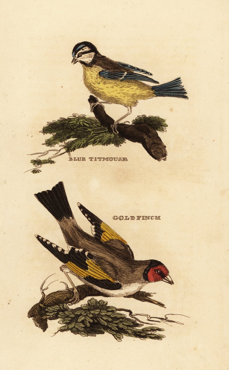 Modraszka zwyczajna, Cyanistes caeruleus i szczygieł, Carduelis carduelis autorstwa Edward Donovan