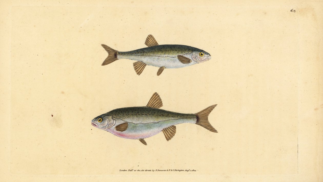 Strzebla zwyczajna, Phoxinus phoxinus (Minow, Cyprinus phoxinus). Ręcznie barwiony miedzioryt narysowany i rytowany przez Edwarda Donovana z jego Natural History of British Fishes, Donovan and F.C. i J. Rivington, Londyn autorstwa Edward Donovan