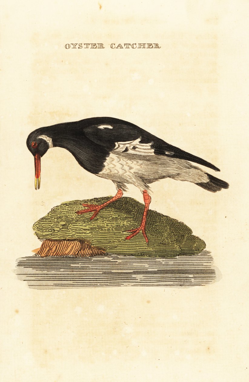 ostrygojad , Haematopus ostralegus autorstwa Edward Donovan