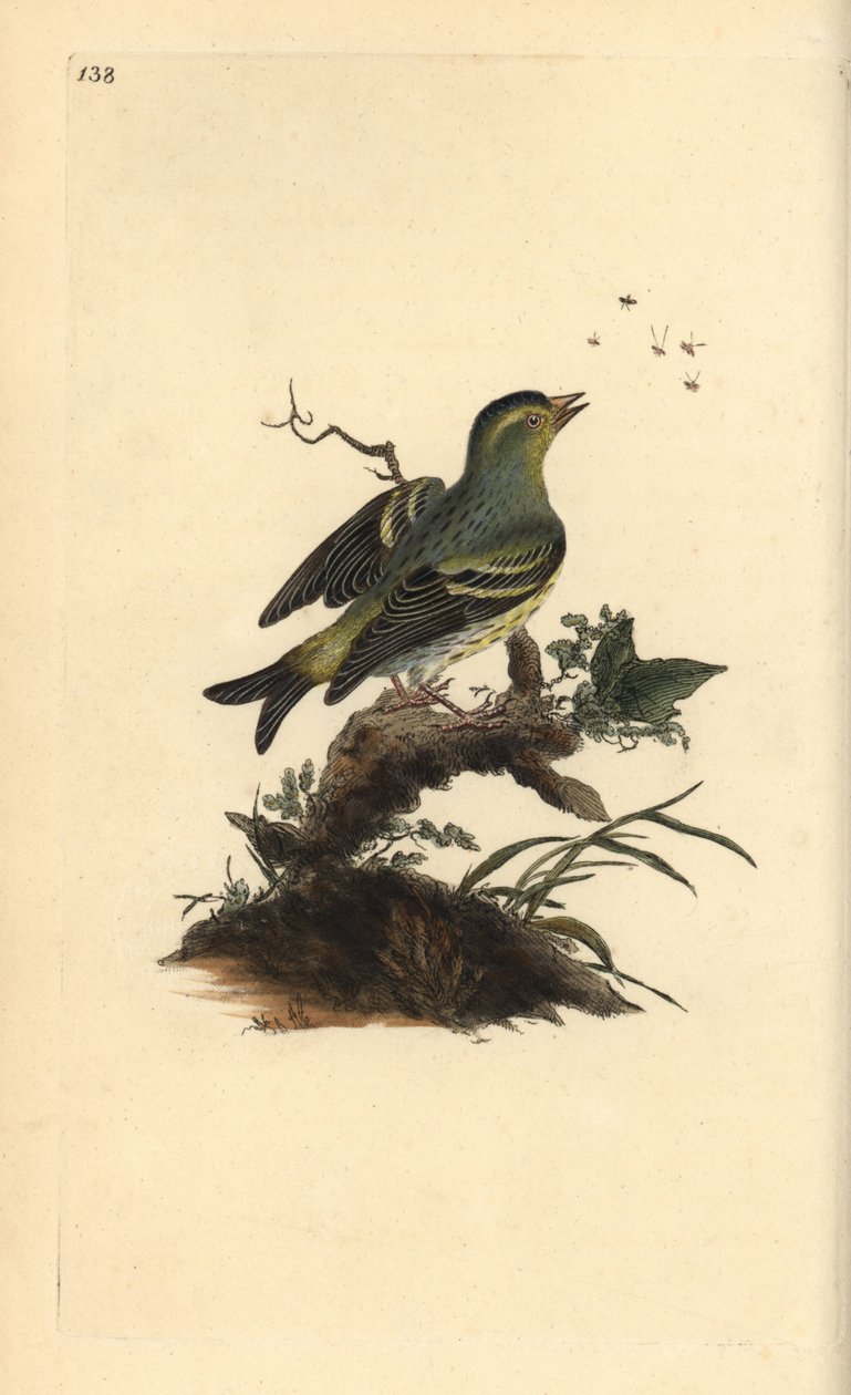 Czyż zwyczajny, Carduelis spinus. Ręcznie barwiony miedzioryt rysowany i grawerowany przez Edwarda Donovana z jego własnej „Historii naturalnej ptaków brytyjskich”, Londyn autorstwa Edward Donovan