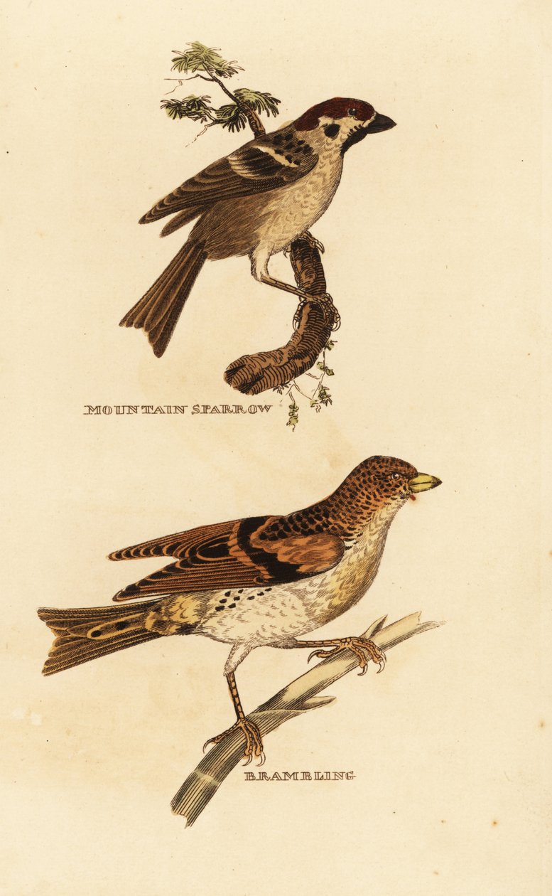 Wróbel zwyczajny, Passer montanus i jeżyny, Fringilla montifringilla autorstwa Edward Donovan