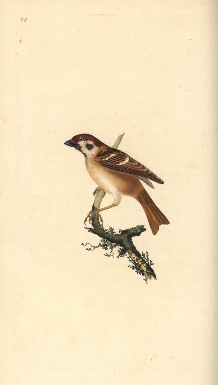 Euroazjatycki wróbel drzewny, Plier montanus. Ręcznie kolorowany miedzioryt narysowany i wygrawerowany przez Edwarda Donovana z jego własnej "Natural History of British Birds", Londyn. autorstwa Edward Donovan