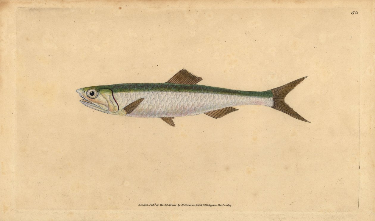 Sardela europejska Engraulis encrasicolus (sardela sardelowa, Clupea encrasicolus). Ręcznie barwiony miedzioryt narysowany i rytowany przez Edwarda Donovana z jego Natural History of British Fishes, Donovan and F.C. i J. Rivington, Londyn autorstwa Edward Donovan