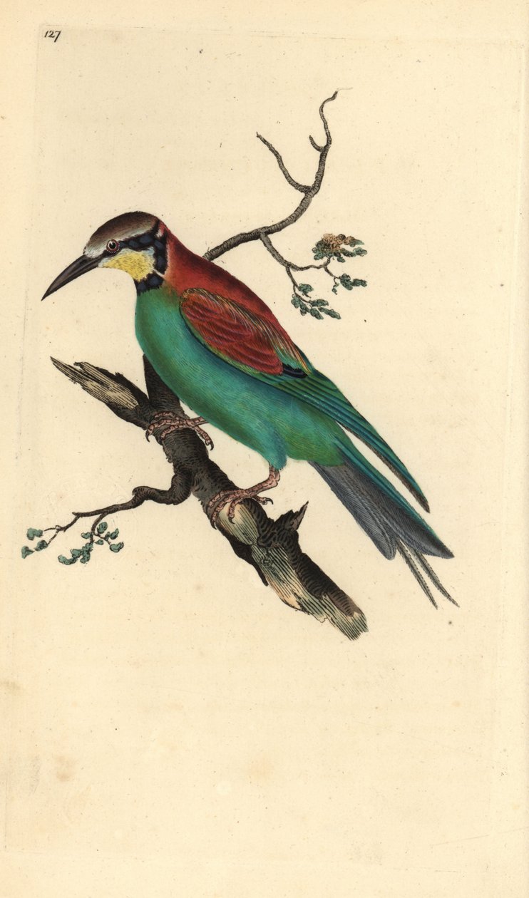 Żołna europejska, apiaster Merops. Ręcznie barwiony miedzioryt narysowany i rytowany przez Edwarda Donovana z jego własnej „Historii naturalnej ptaków brytyjskich” (1794-1819). Edward Donovan (1768-1837) był anglo-irlandzkim zoologiem-amatorem, pisarzem, a autorstwa Edward Donovan