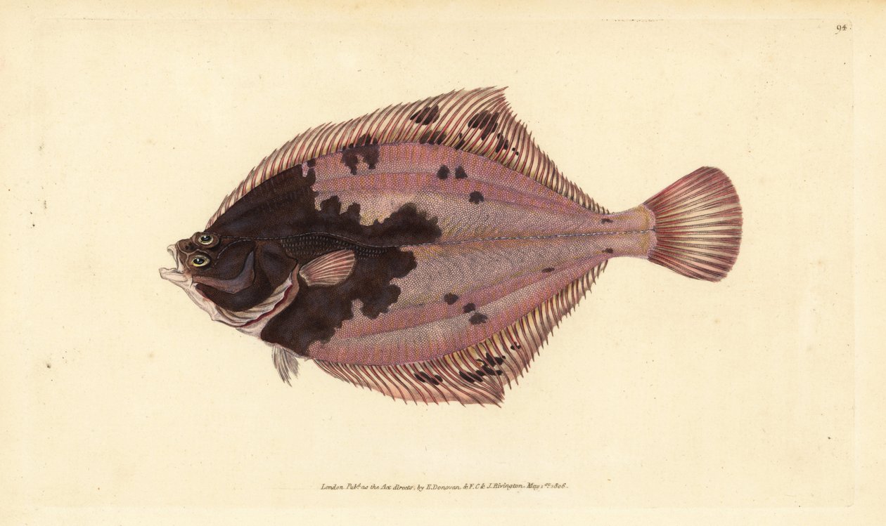 Flądra pospolita, Platichthys flesus (flądra, Pleuronectes flesus). Ręcznie barwiony miedzioryt narysowany i rytowany przez Edwarda Donovana z jego Natural History of British Fishes, Donovan and F.C. i J. Rivington, Londyn autorstwa Edward Donovan