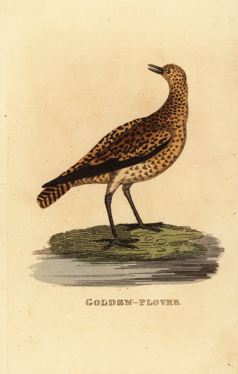 Sieweczka złota , Pluvialis apricaria autorstwa Edward Donovan