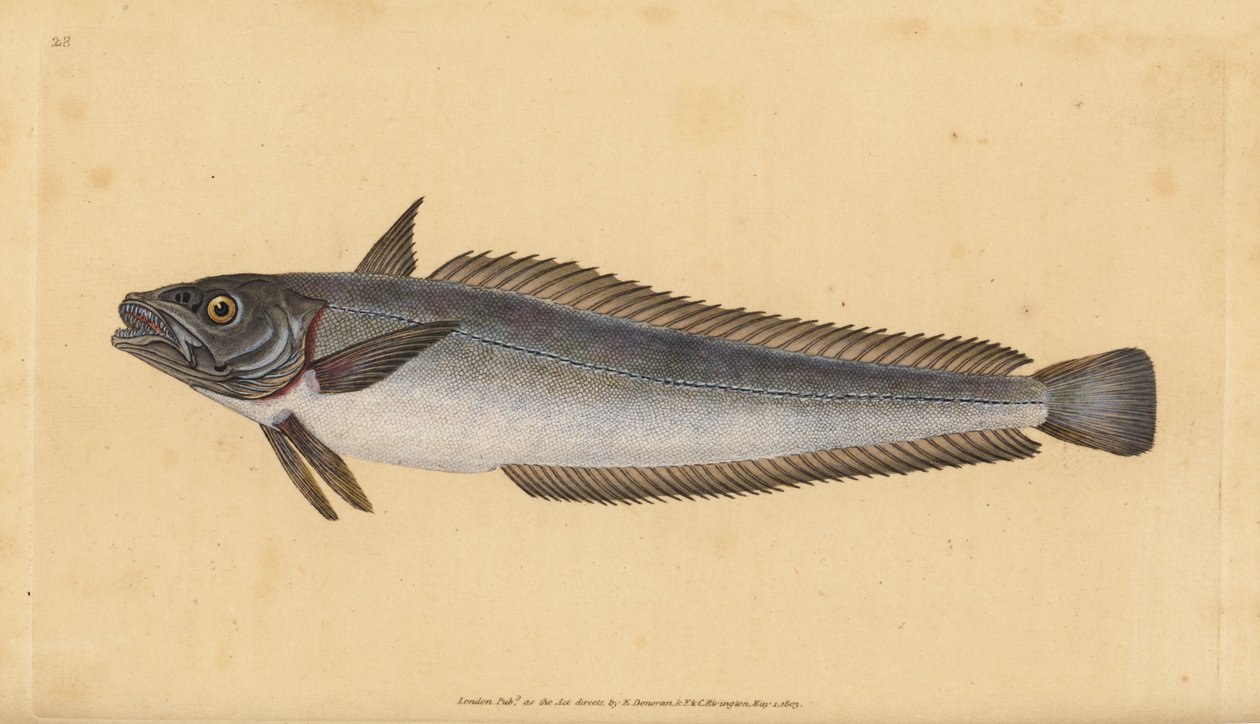 Morszczuk europejski, Merluccius merluccius (morszczuk, Gadus merluccius). Ręcznie barwiony miedzioryt narysowany i rytowany przez Edwarda Donovana z jego Natural History of British Fishes, Donovan and F.C. i J. Rivington, Londyn autorstwa Edward Donovan