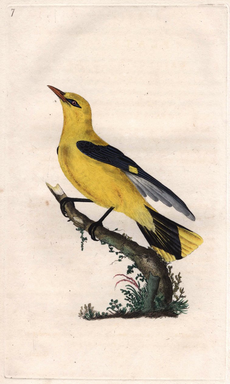 Wilga europejska. Oriolus oriolus (Oriolus galbula). Miedzioryt autorstwa Edwarda Donovana (1768-1837), opublikowany w Natural History of British Birds, Londyn autorstwa Edward Donovan