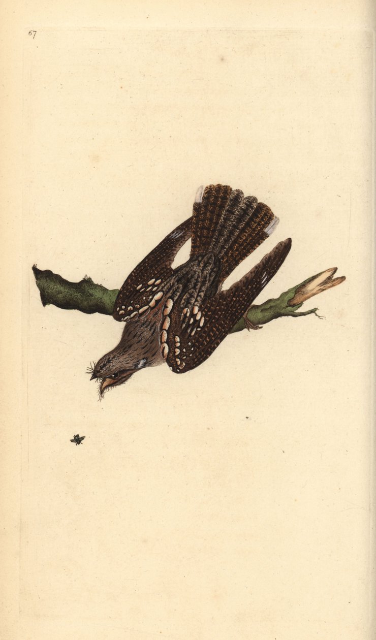 Lelek europejski, Caprimulgus europaeus. Ręcznie kolorowany miedzioryt rysowany i grawerowany przez Edwarda Donovana z jego własnej „Historii naturalnej ptaków brytyjskich”, Londyn autorstwa Edward Donovan