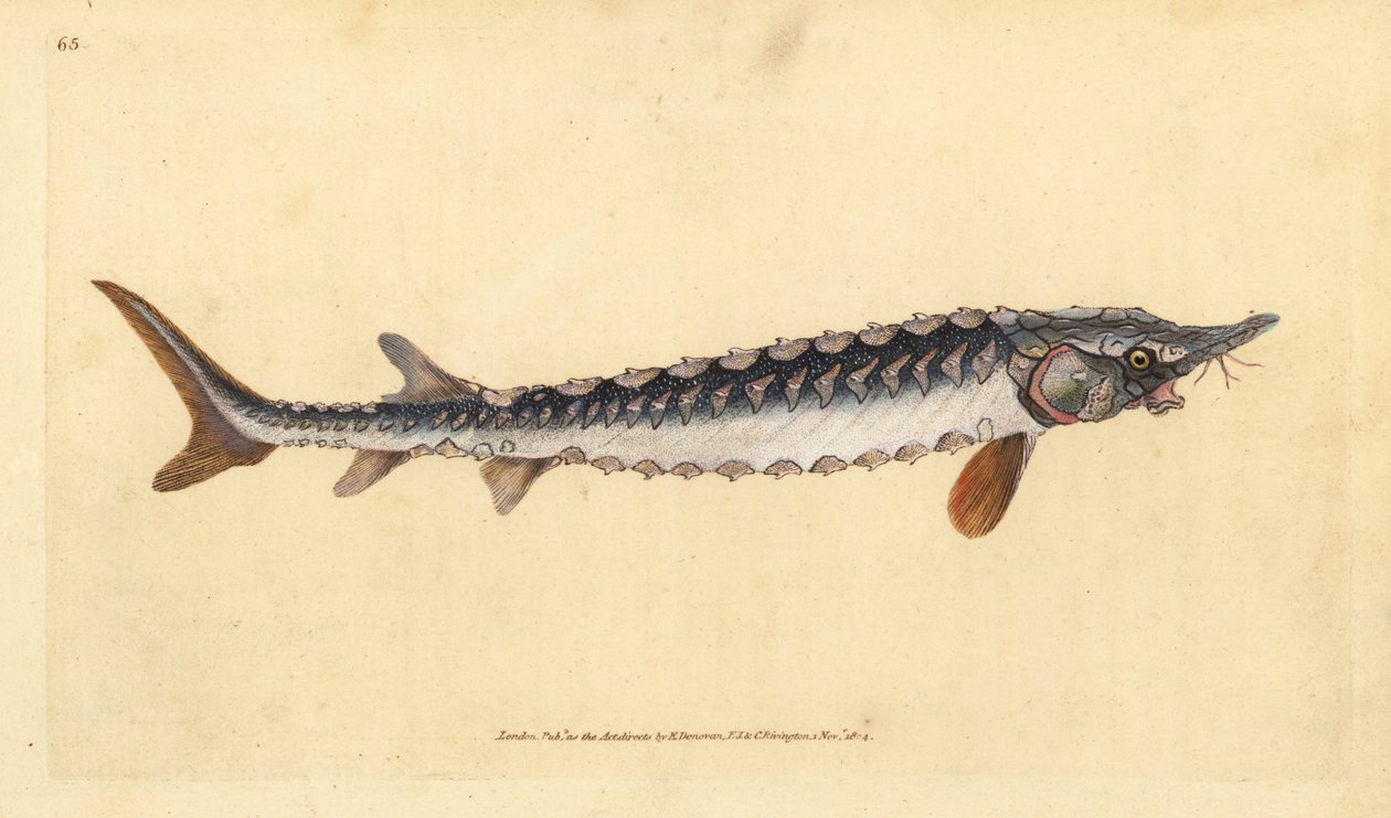 Jesiotr europejski lub pospolity. Krytycznie zagrożony. Ręcznie barwiony miedzioryt narysowany i rytowany przez Edwarda Donovana z jego Natural History of British Fishes, Donovan and F.C. i J. Rivington, Londyn autorstwa Edward Donovan