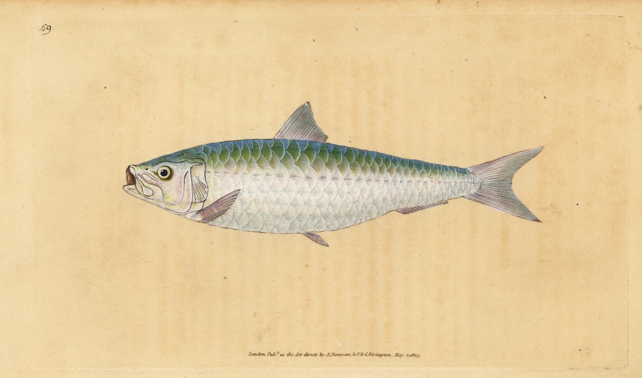 Sardynka europejska, Sardina pilchardus (Sardina, Clupea pilchardus). Ręcznie barwiony miedzioryt narysowany i rytowany przez Edwarda Donovana z jego Natural History of British Fishes, Donovan and F.C. i J. Rivington, Londyn autorstwa Edward Donovan