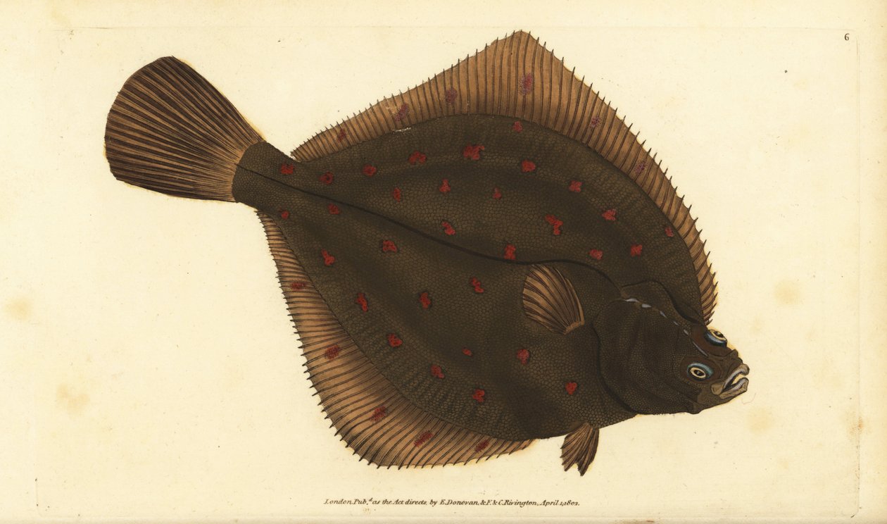 Europejska pleuronectes platesa. Ręcznie barwiony miedzioryt narysowany i rytowany przez Edwarda Donovana z jego Natural History of British Fishes, Donovan and F.C. i J. Rivington, Londyn autorstwa Edward Donovan