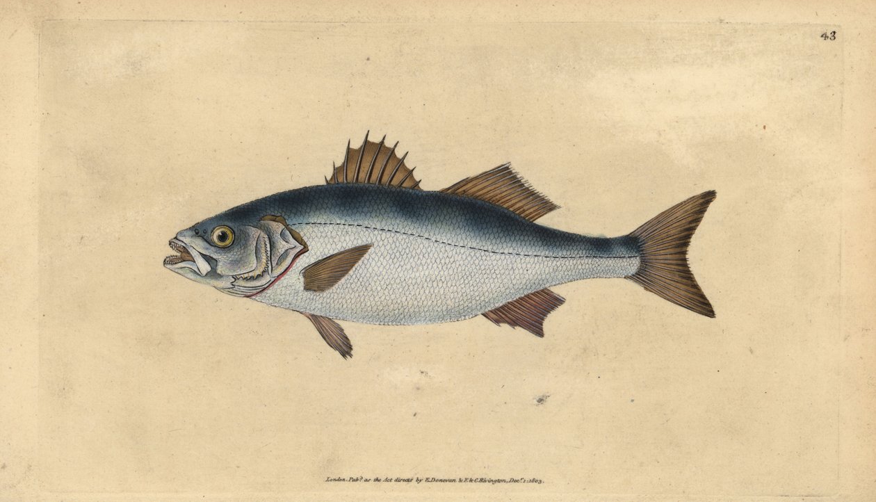 Labraks europejski, Dicentrarchus labrax (Basse, Perca labrax). Ręcznie barwiony miedzioryt narysowany i rytowany przez Edwarda Donovana z jego Natural History of British Fishes, Donovan and F.C. i J. Rivington, Londyn autorstwa Edward Donovan