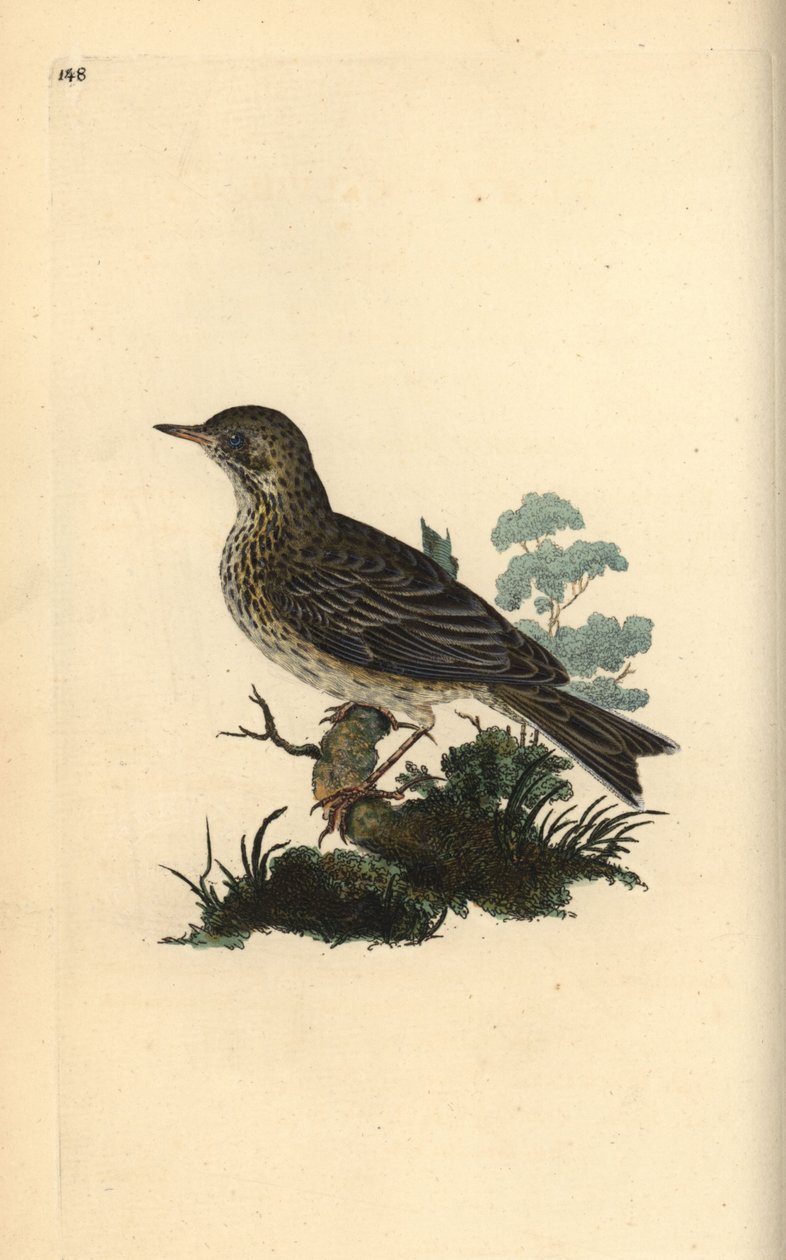 Skowronek polny, Alauda minor (lub świergotek, Anthus trivialis?). Ręcznie kolorowany miedzioryt rysowany i grawerowany przez Edwarda Donovana z jego własnej „Historii naturalnej ptaków brytyjskich”, Londyn autorstwa Edward Donovan