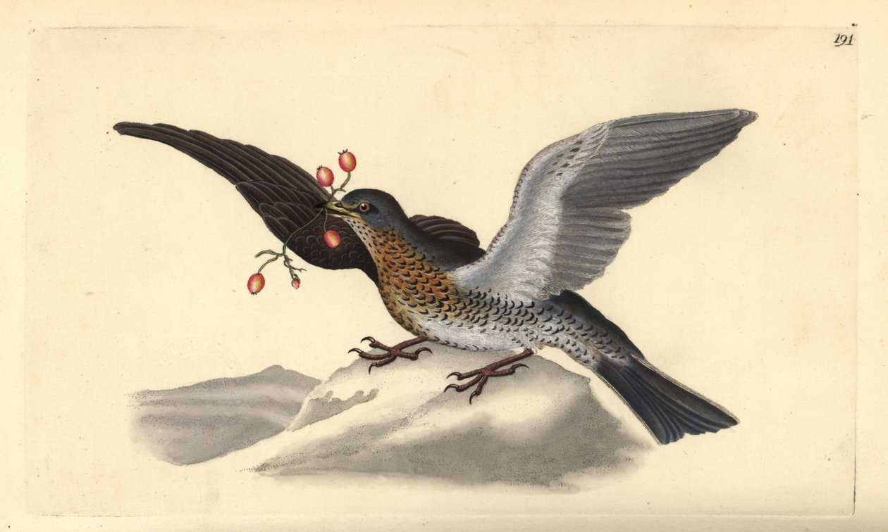 Kwiczoł, Turdus pilaris. Ręcznie barwiony miedzioryt rysowany i grawerowany przez Edwarda Donovana z jego własnej „Historii naturalnej ptaków brytyjskich”, Londyn autorstwa Edward Donovan