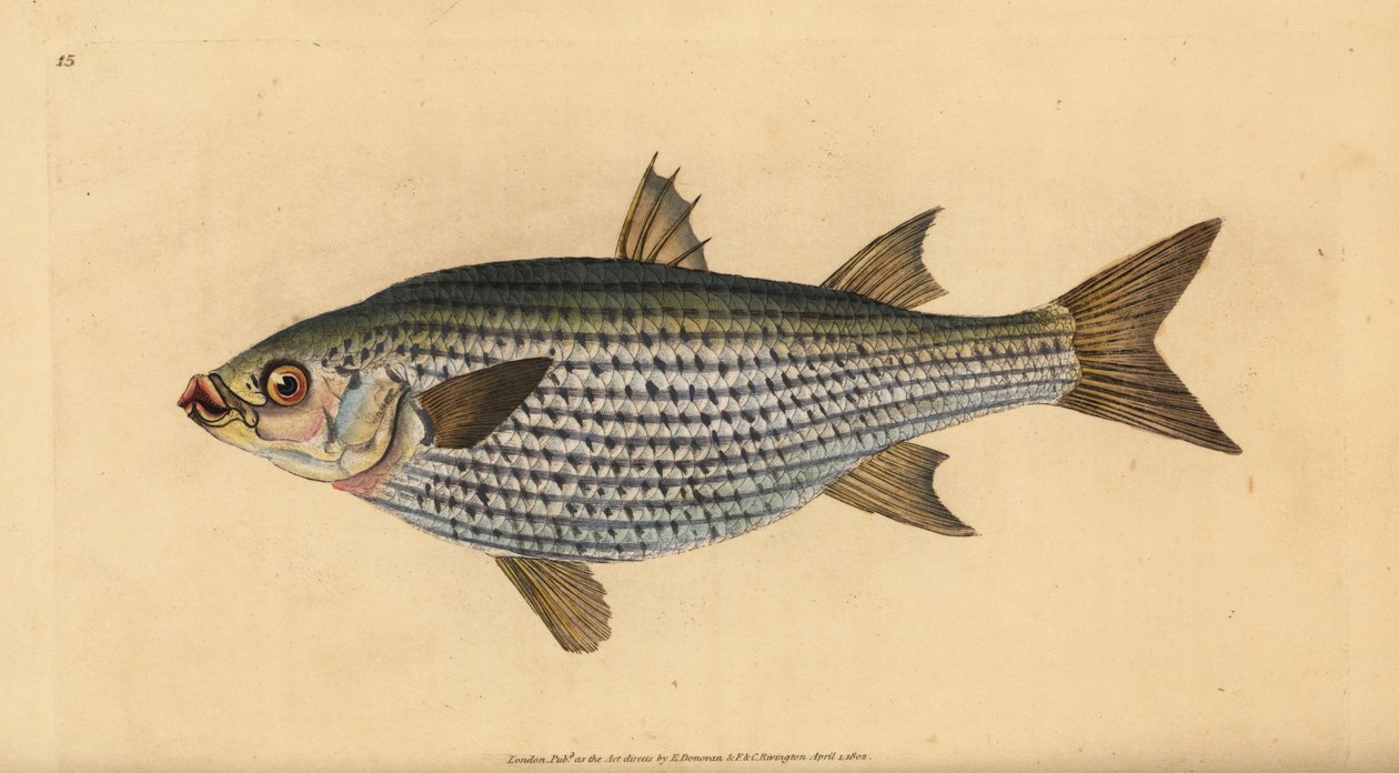 Płaskogłowa barwena, Mugil cephalus. Ręcznie barwiony miedzioryt narysowany i rytowany przez Edwarda Donovana z jego Natural History of British Fishes, Donovan and F.C. i J. Rivington, Londyn autorstwa Edward Donovan