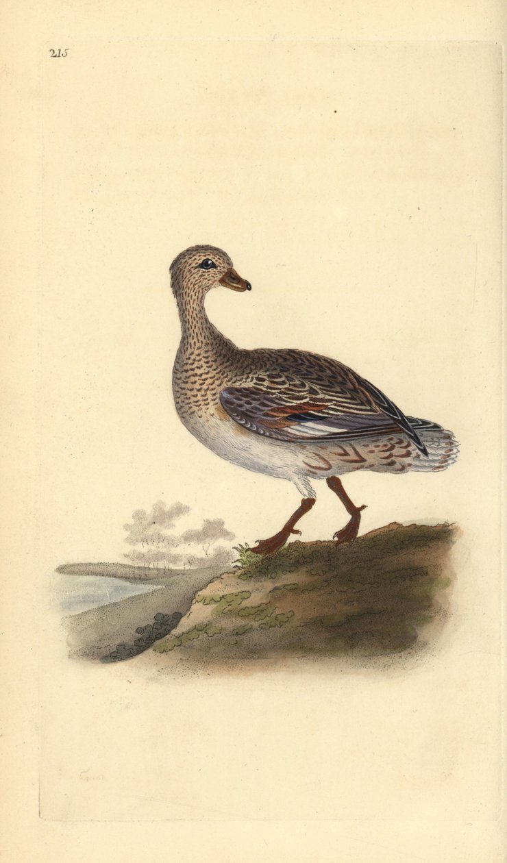 Krakwa (kobieta), Anas strepera. Ręcznie barwiony miedzioryt rysowany i grawerowany przez Edwarda Donovana z jego własnej „Historii naturalnej ptaków brytyjskich”, Londyn autorstwa Edward Donovan