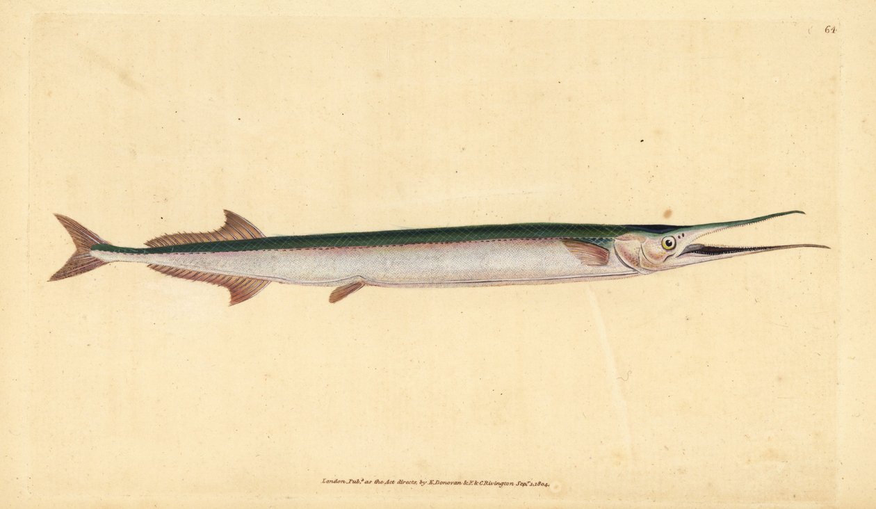 Belone lub igła morska, Belone belone (szczupak morski lub belona, Esox belone). Ręcznie barwiony miedzioryt narysowany i rytowany przez Edwarda Donovana z jego Natural History of British Fishes, Donovan and F.C. i J. Rivington, Londyn autorstwa Edward Donovan