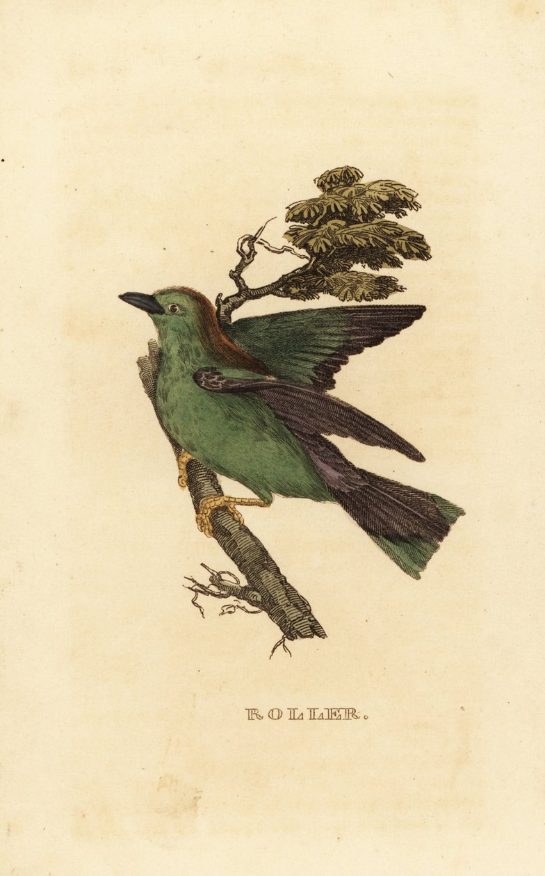 Wałek kędzierzawy lub walec europejski, Coracias garrulus autorstwa Edward Donovan