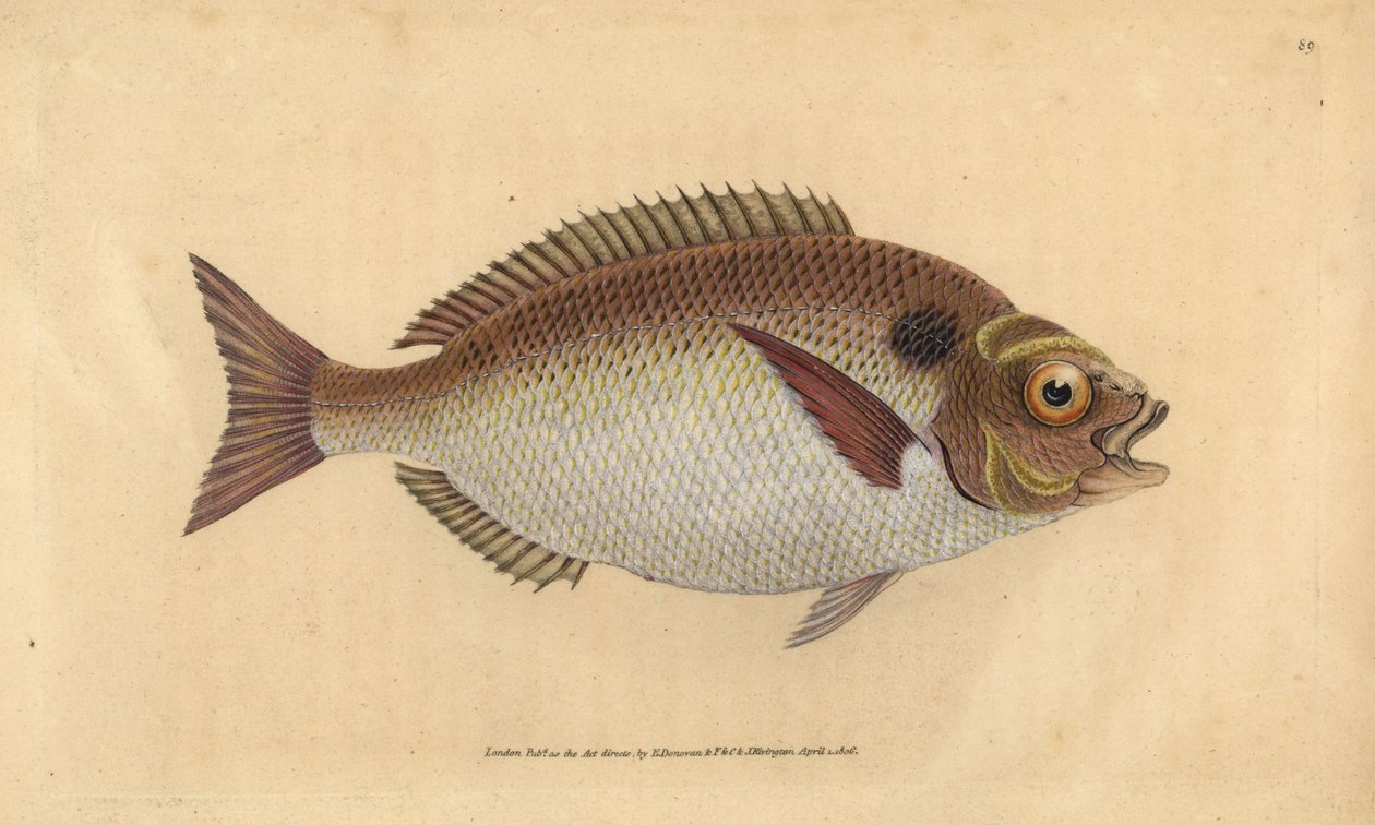 Dorada dorada lub dorada lulanowana, Sparus aurata. Ręcznie barwiony miedzioryt narysowany i rytowany przez Edwarda Donovana z jego Natural History of British Fishes, Donovan and F.C. i J. Rivington, Londyn autorstwa Edward Donovan