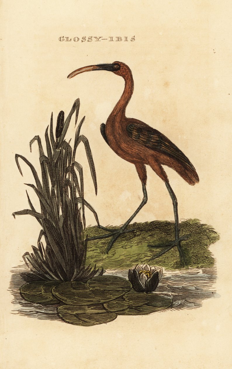 Błyszcząca sowa, Błyszczący falcinellus autorstwa Edward Donovan
