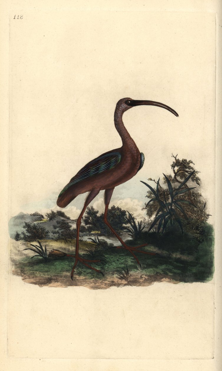 Błyszczący ibis, Plegadis falcinellus. Ręcznie kolorowany miedzioryt rysowany i grawerowany przez Edwarda Donovana z jego własnej „Historii naturalnej ptaków brytyjskich”, Londyn autorstwa Edward Donovan