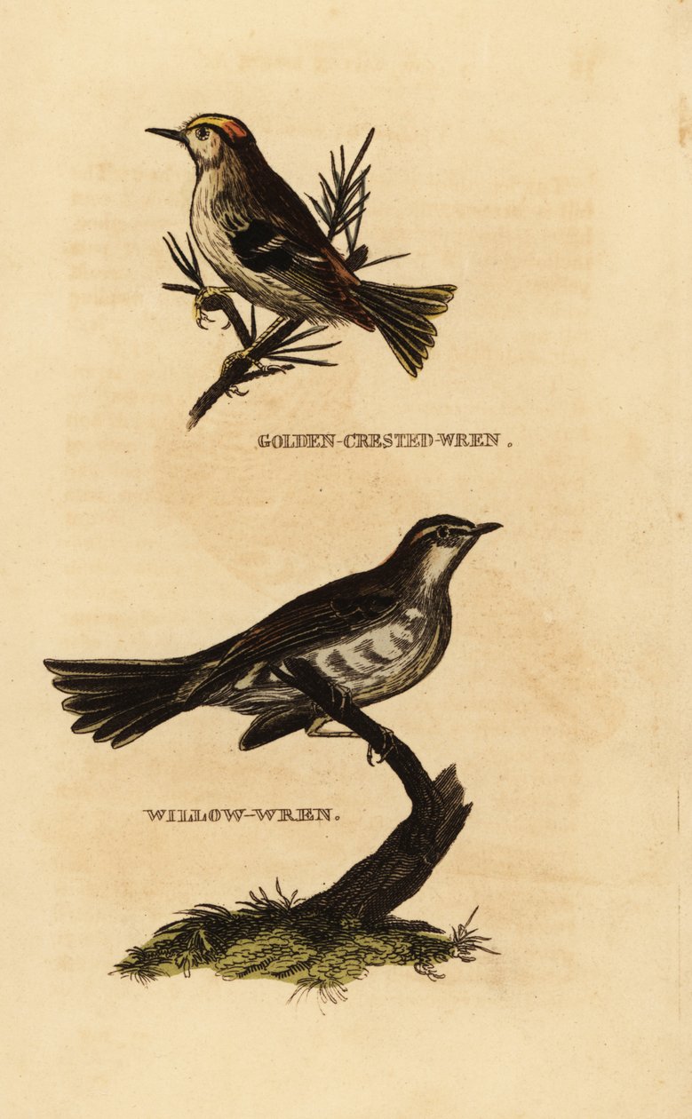 Goldcrest, Regulus regulus i wierzbówka, Phylloscopus trochilus autorstwa Edward Donovan