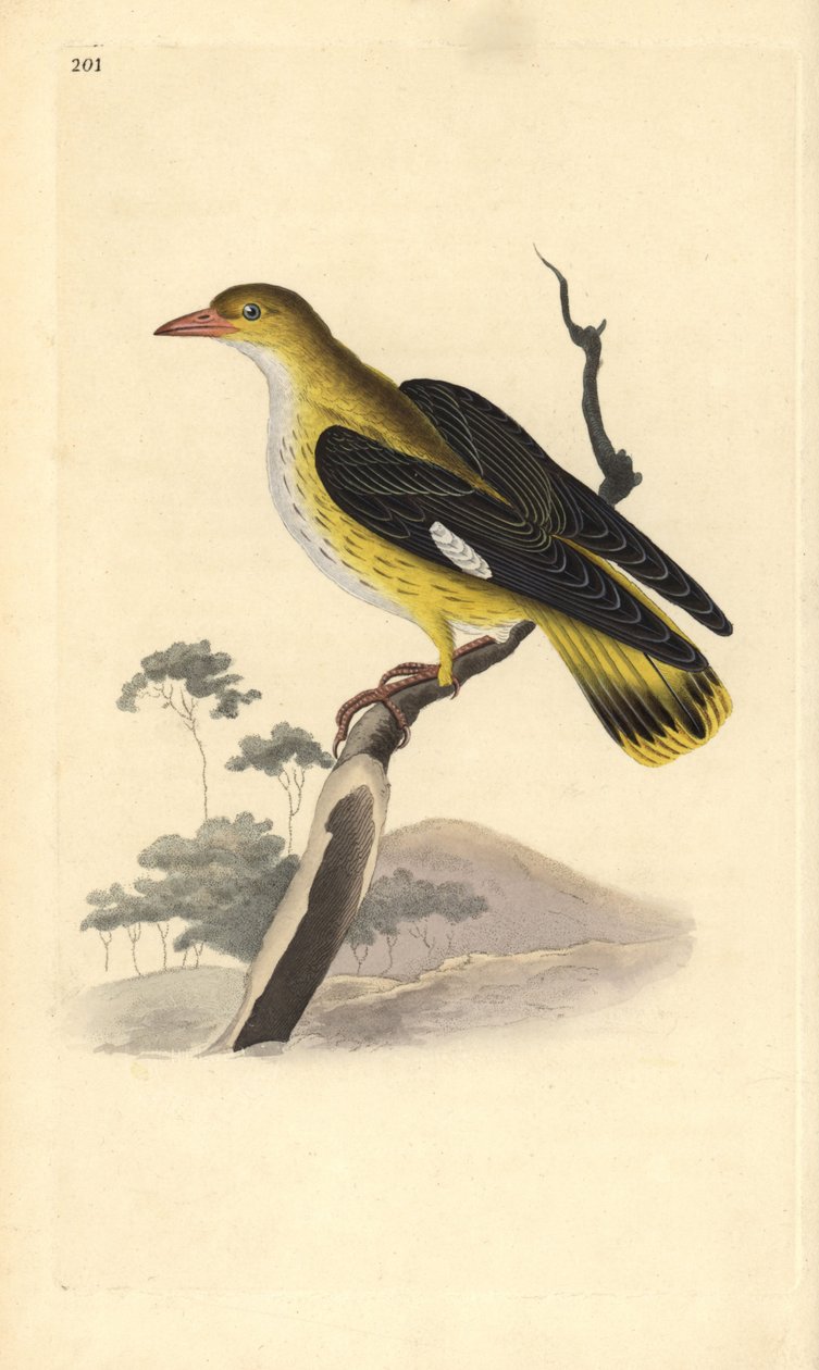 Złota wilga (samica), Oriolus oriolus. Ręcznie kolorowany miedzioryt rysowany i grawerowany przez Edwarda Donovana z jego własnej „Historii naturalnej ptaków brytyjskich”, Londyn autorstwa Edward Donovan